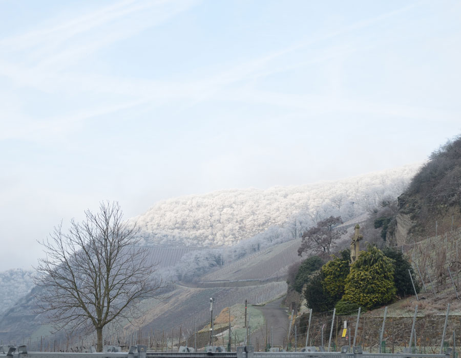 Winter im Weinberg
