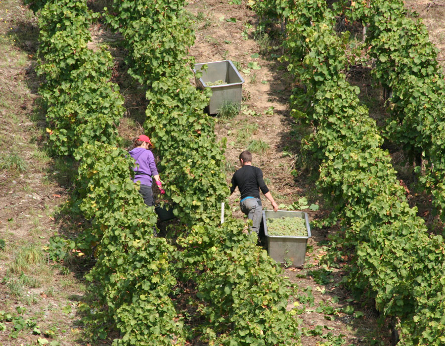 Weinlese