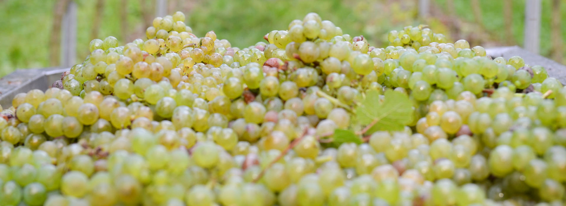 Rieslingtrauben