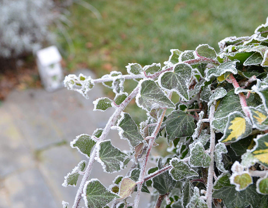 Winter